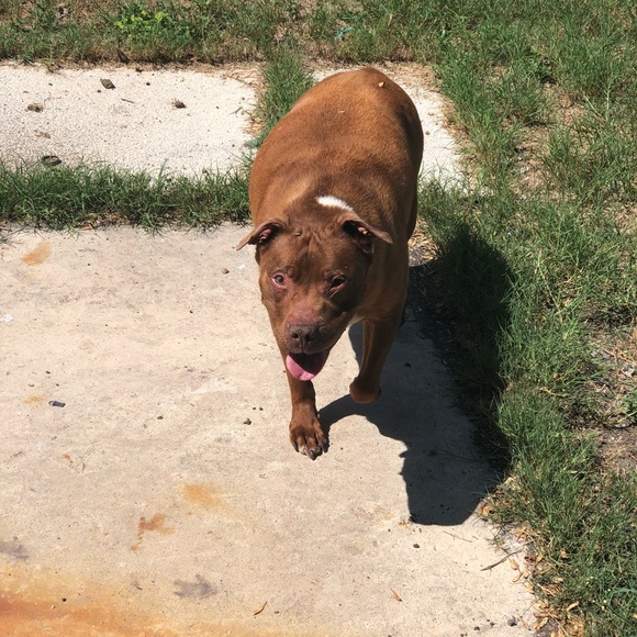 Meet your Posher, Celeste - Picture 5 of 7